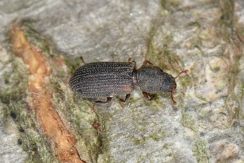 Synchita humeralis - Zopheridae, Colidiinae